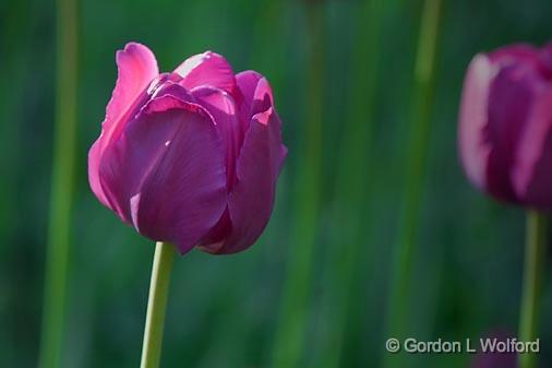 Purple Tulip_48823.jpg - Photographed near Ottawa, Ontario - the Capital of Canada.
